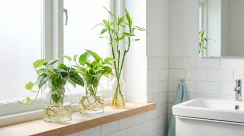 Deze 3 kamerplanten groeien in water en maken je badkamer fris, zonder aarde of schimmel
